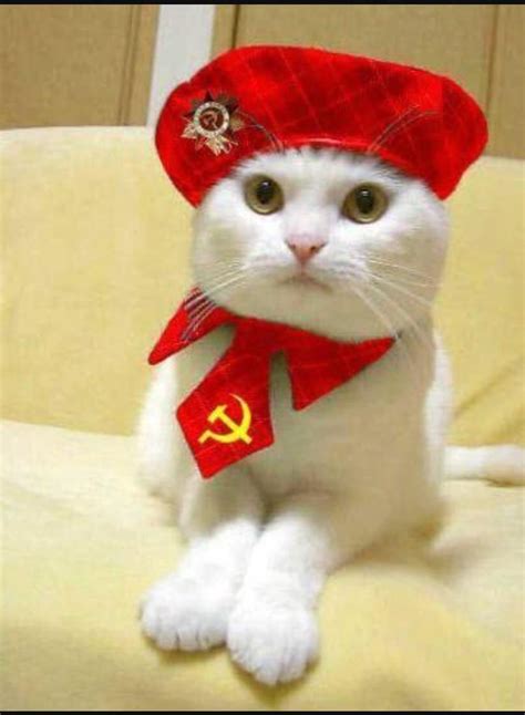 Cats In Russia Gallery