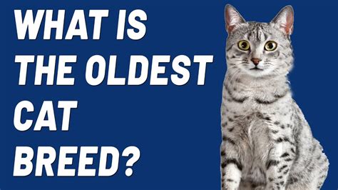 Whats The Worlds Oldest Cat Breed Youtube