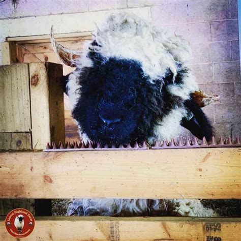 Valais Blacknose Sheep - USA (2022) | Valais blacknose sheep, Sheep, Sheep breeds