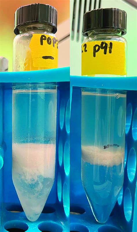 Troubleshooting Methanol Chloroform Extractions Download Scientific Diagram