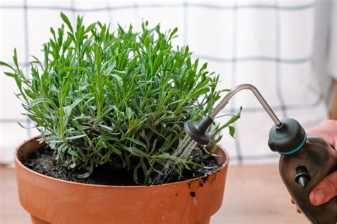 Cuánto tarda en cercer la lavanda Huerto en casa