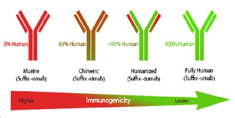 Schematic Representation Of Different Kind Of Monoclonal Antibodies