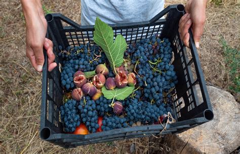 Cos è la permacultura La food forest del Bosco di Ogigia