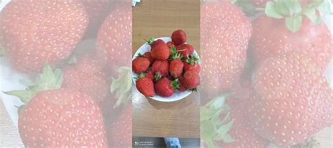 Укорененные усы крупноплодной клубники и земляники купить в Ярославле ...
