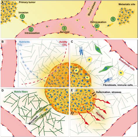 Metastasis And The Tme A The Five Steps Of Metastasis 1 Invasion Download Scientific