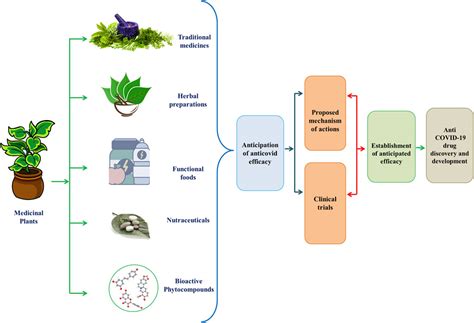 Frontiers Traditional Herbal Medicines Bioactive Metabolites And