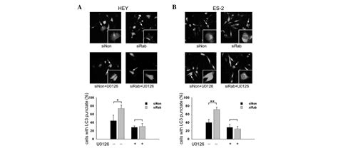 Knockdown Of Rab Promotes Autophagy And Inhibits Cell Growth In