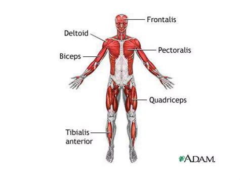 Muscular System Ppt