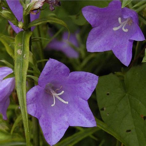 Campanula Persicifolia Campanule Feuilles De P Cher P Pini Res