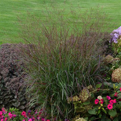 Shenandoah Switch Grass Plant Addicts