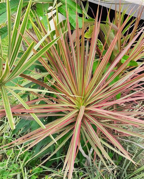 The Dracaena Marginata Tricolor A Plant For All Seasons