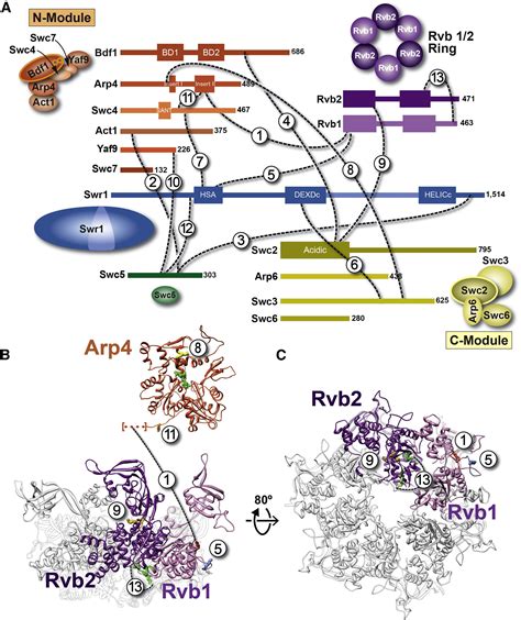 Molecular Architecture Of The ATP Dependent Chromatin Remodeling