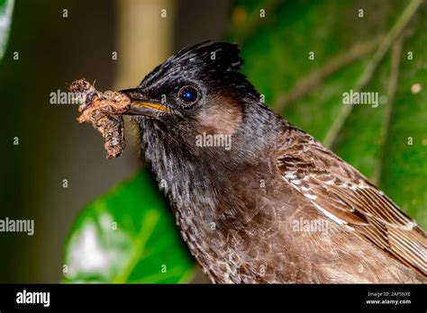 Red Vented Bulbul Pycnonotus Cafer Eating A Caterpillar Close Up