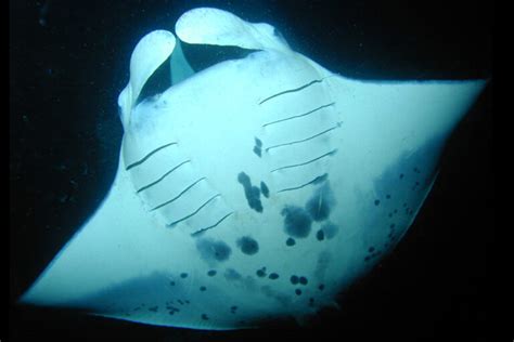 Are Manta Rays Facing Extinction? - Manta Ray Advocates Hawaii