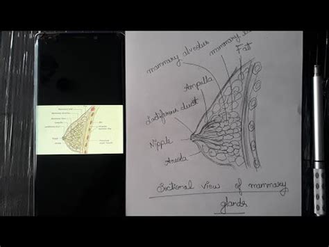 Sectional View Of Mammary Gland Biology Class VIII IX And X