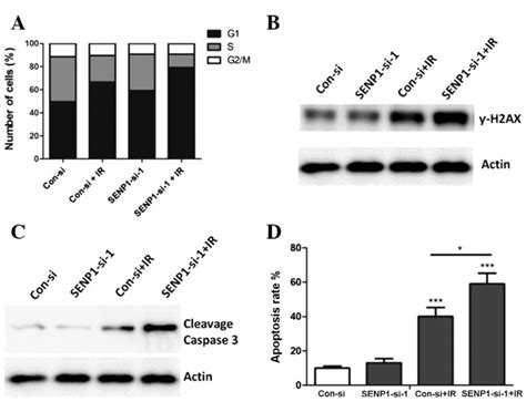 Inhibition Of Small Ubiquitin Related Modifier Specific Protease