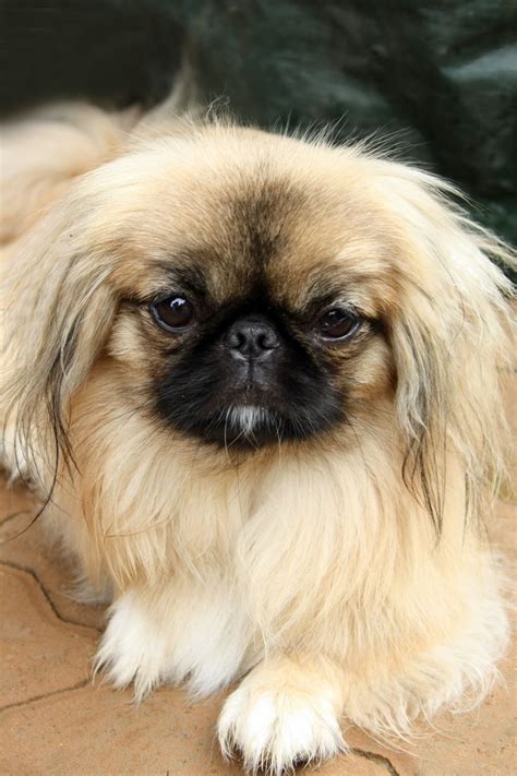 458 Best Pekingese Babies Images On Pinterest Japanese Chin Puppies