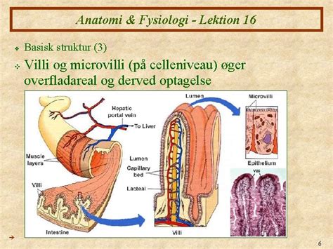 Anatomi Fysiologi XVI Fordjelsen I 1 Anatomi Fysiologi