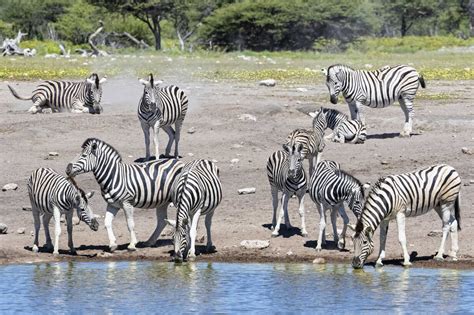 Africa Namibia Etosha National Park Burchell S Zebras Equus Quagga