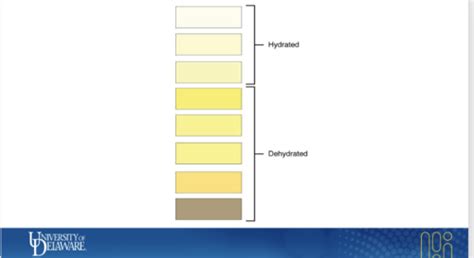 Urinalysis Flashcards Quizlet