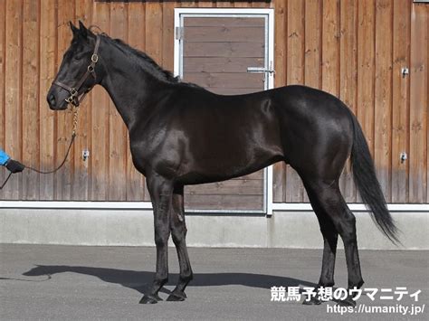 【東京6r・新馬】4番人気ニーヨルが好位から余裕十分抜け出してv｜競馬ニュース｜競馬予想のウマニティ