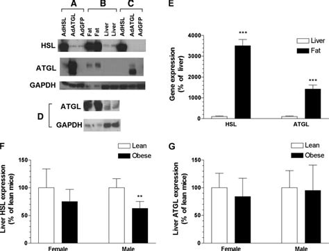 Protein And Gene Expression Of Hsl And Atgl In Mca Rh7777 Cells And