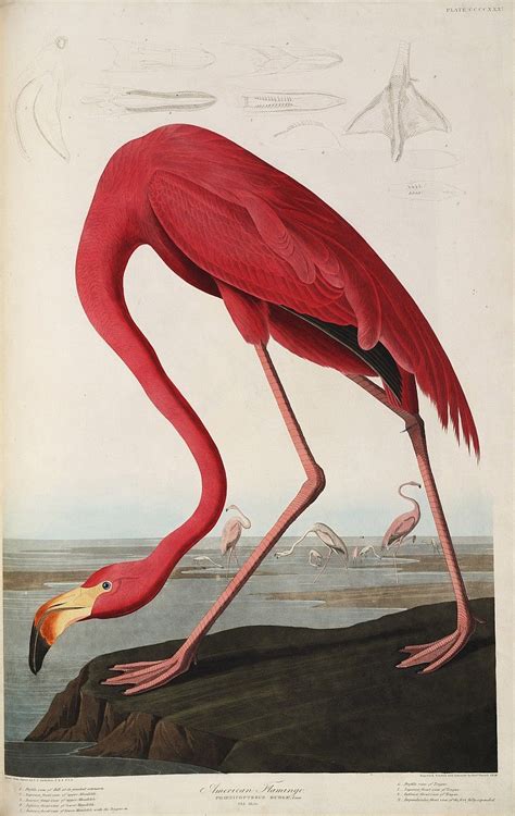 John James Jean Jacques Audubon American Flamingo