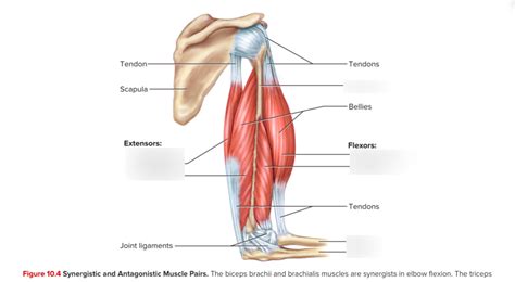 Synergistic & Antagonistic muscle pairs Diagram | Quizlet