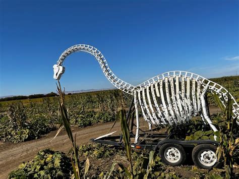 Cool Patch Pumpkins Corn Maze – Dixon, California - Atlas Obscura