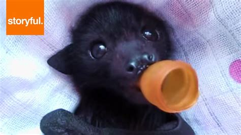 Orphan Baby Bat Enjoying Massage Baby Bats Bat Cute Bat