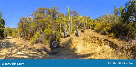 View of the La Campana National Park Stock Image - Image of reserve ...