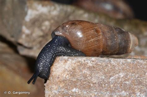 Rumina Decollata Linnaeus Bulime Tronqu Pr Sentation