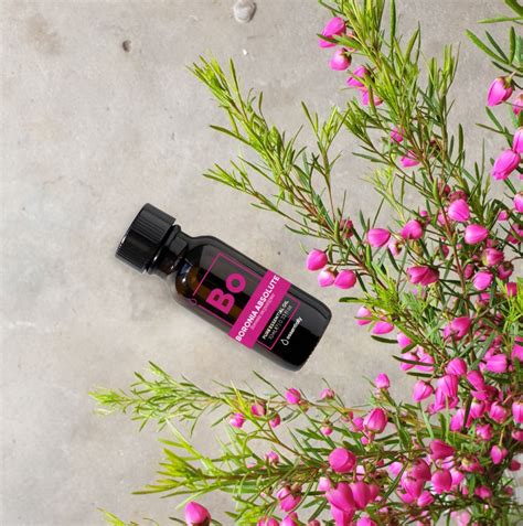 Boronia Essential Oil – Essentially