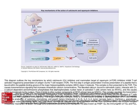 Myeloma Cell Interaction With Extracellular Matrix ECM And Accessory