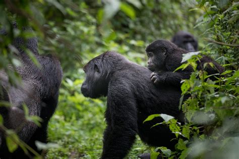 About Us International Gorilla Conservation Programme Igcp