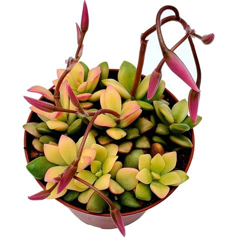 Fat Plants San Diego Succulent Plants Fully Rooted In 4 Inch Planter