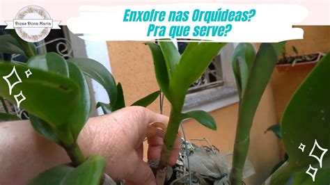 Dicas Dona Maria Enxofre nas Orquídeas Pra que serve YouTube