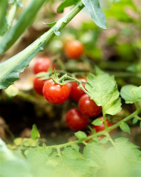 Pomodori Del Giardino Nascosti In Foglie Verdi Foto Gratis