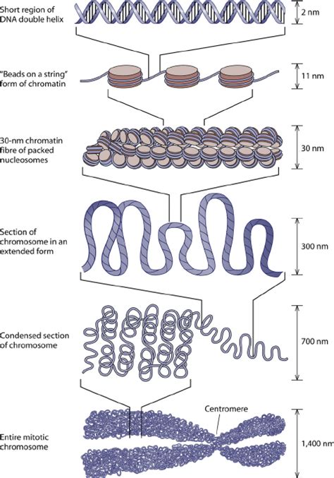 Histone Structure