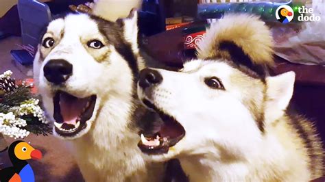 Husky Dogs Howling And Singing Compilation The Dodo Youtube