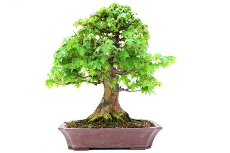 Outdoor Bonsai Trees Selecting And Caring For Your Perfect Tree Tips