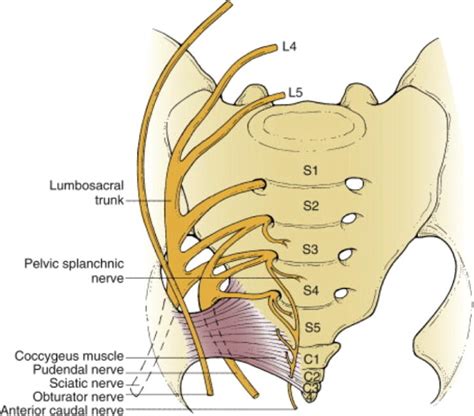 Lumbar Sacral Nerve Anatomy