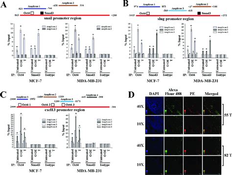 Analyses Of In Vivo Binding Of Oct And Smad To The Promoter Regions