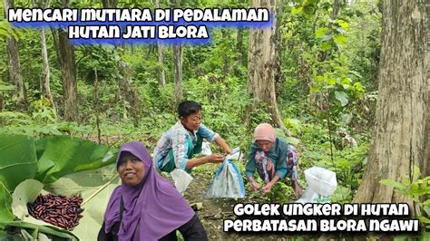 Pencari Mutiara Hutan Blora Hanya Di Musim Peralihan Inilah Ungker