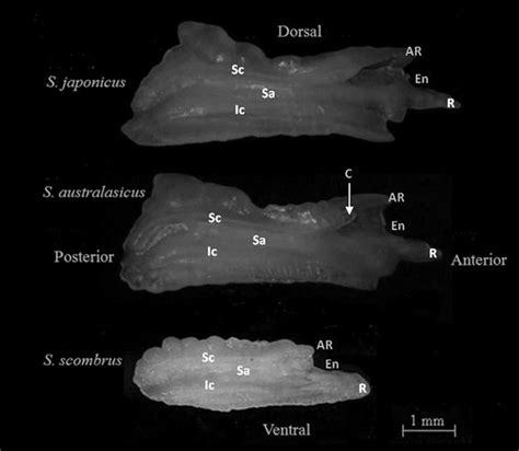 Comparative Analysis Of Otolith Morphology In Three Species Of Scomber Springerlink