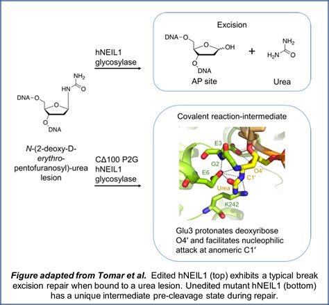 Structural Insights Into Base Excision Repair Center For Structural