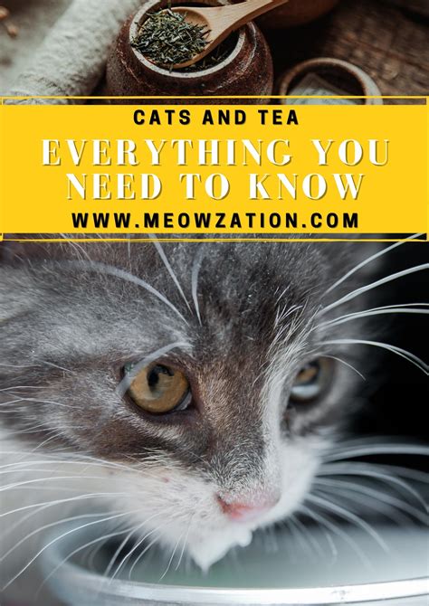 Can Cats Drink Tea Everything You Need To Know