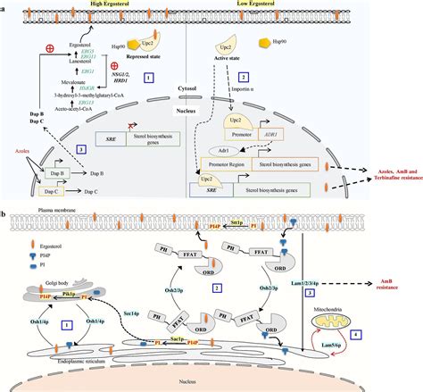 Frontiers Insights Into The Role Of Sterol Metabolism In Antifungal