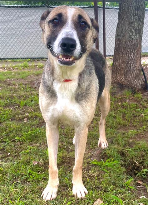 This week’s Galveston County Animal Resource Center Pet of the Week are
