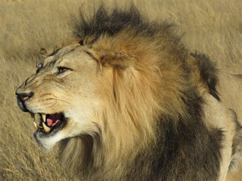 Lion Snarling – Kruger Taxidermy